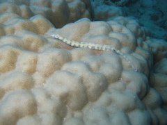 Corythoichthys flavofasciatus