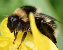 Bombus jonellus