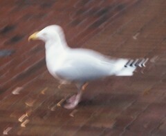 Larus argentatus