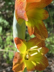 Gladiolus dalenii