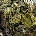 Blepharostoma trichophyllum - Photo (c) Stefan Gey, algunos derechos reservados (CC BY-NC), uploaded by Stefan Gey