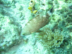 Cheilinus chlorourus