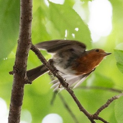 Erithacus rubecula