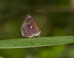 Arhopala ammon