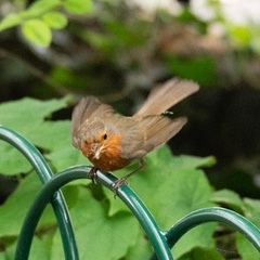 Erithacus rubecula