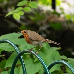 Erithacus rubecula