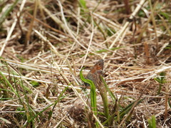 Coenonympha pamphilus
