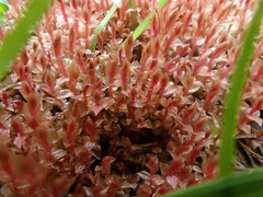 Ptychostomum weigelii