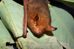 Myotis rufoniger