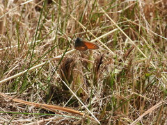 Coenonympha pamphilus