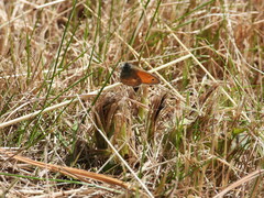 Coenonympha pamphilus