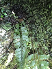 Asplenium cuneatiforme