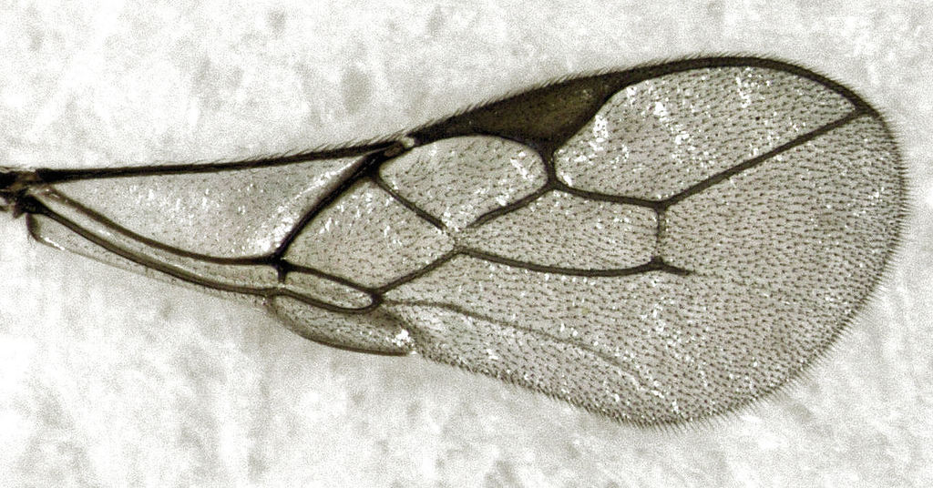 Ephedrini