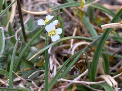 Draba siliquosa