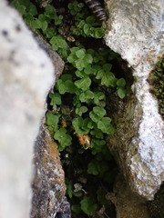 Cyrtomnium hymenophylloides