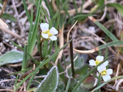 Draba siliquosa