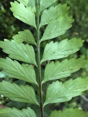 Asplenium cuneatiforme