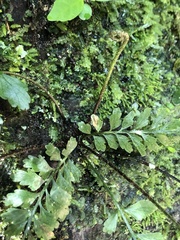 Asplenium cuneatiforme
