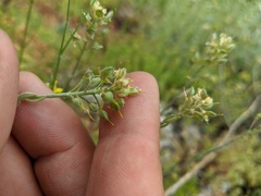 Alyssum trichostachyum