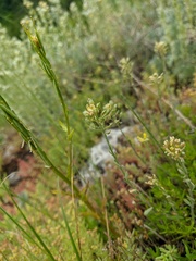 Alyssum trichostachyum