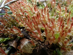 Ptychostomum weigelii