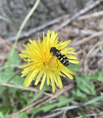 Lapposyrphus