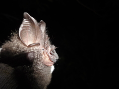 Rhinolophus formosae