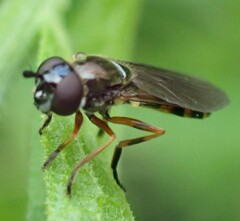 Pyrophaena granditarsis