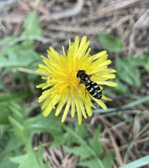 Lapposyrphus