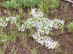 Phlox multiflora