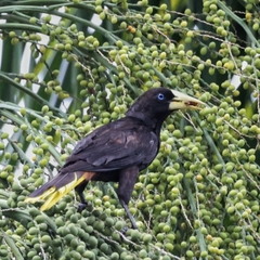 Psarocolius decumanus