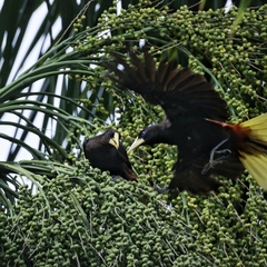 Psarocolius decumanus