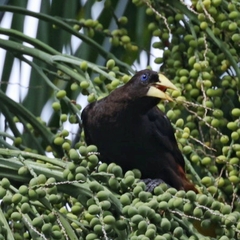 Psarocolius decumanus