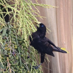 Psarocolius decumanus