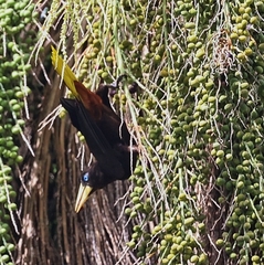 Psarocolius decumanus