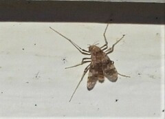 Psectrotanypus dyari