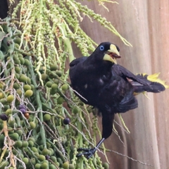 Psarocolius decumanus