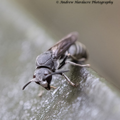 Allorhynchium chinense