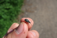 Otiorhynchus tristis