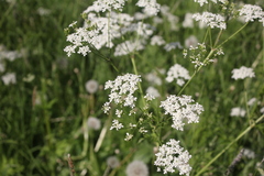 Anthriscus sylvestris