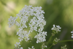 Anthriscus sylvestris