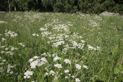 Anthriscus sylvestris