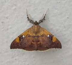 Rectipalpula billeti