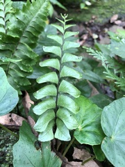 Hymenasplenium excisum