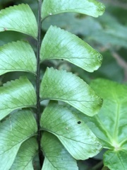 Hymenasplenium excisum