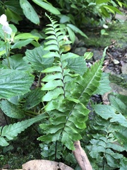 Hymenasplenium excisum