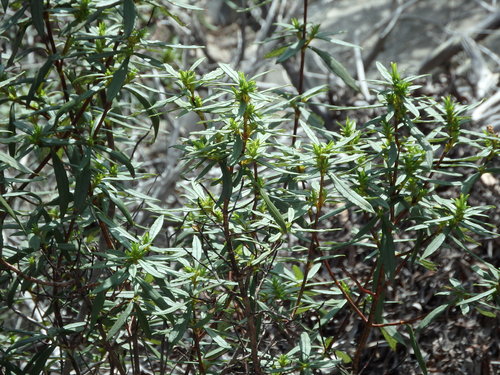 Cistus ladanifer subsp. ladanifer image