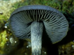 Thaxterogaster rhipiduranus