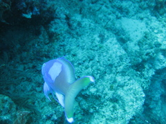 Pseudanthias pleurotaenia