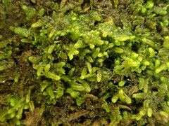 Radula lindenbergiana